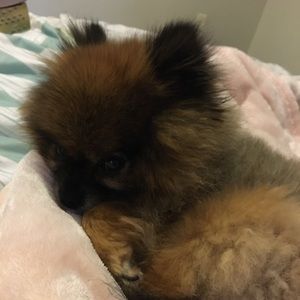 Meet your Posher, Amber